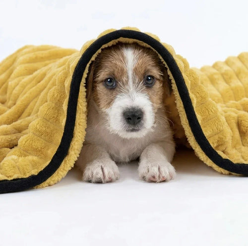 Cachorro bajo la Manta de Apoyo Emocional Cannio